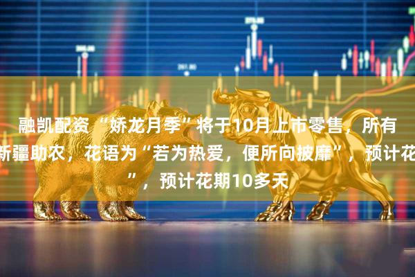 融凯配资 “娇龙月季”将于10月上市零售，所有收入用于新疆助农，花语为“若为热爱，便所向披靡”，预计花期10多天